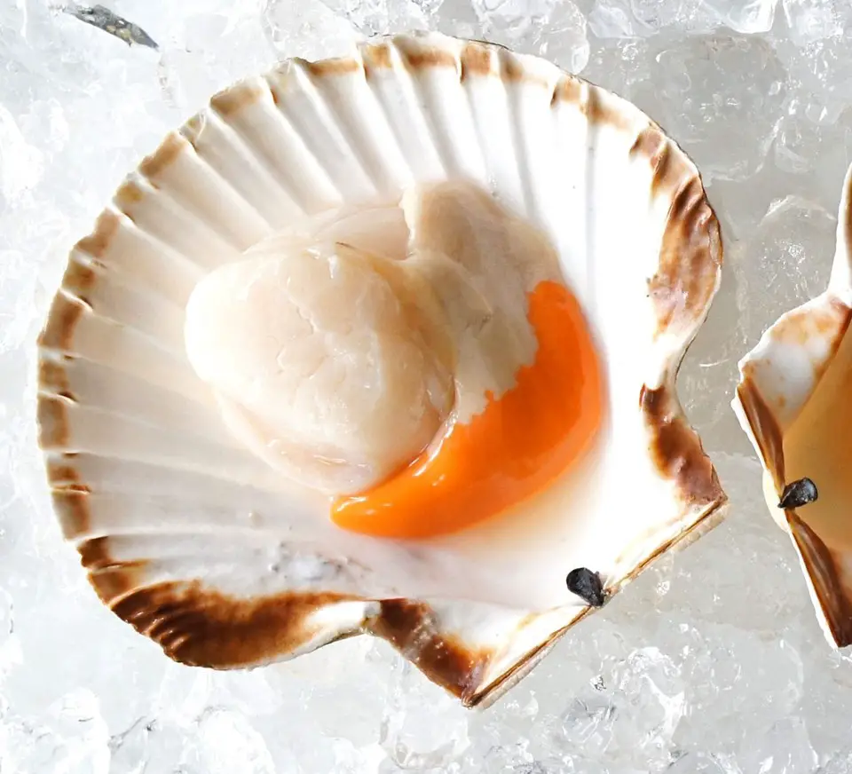 are scallops alive when eaten?