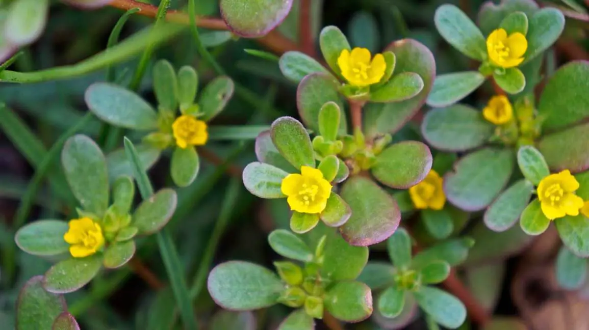 purslane