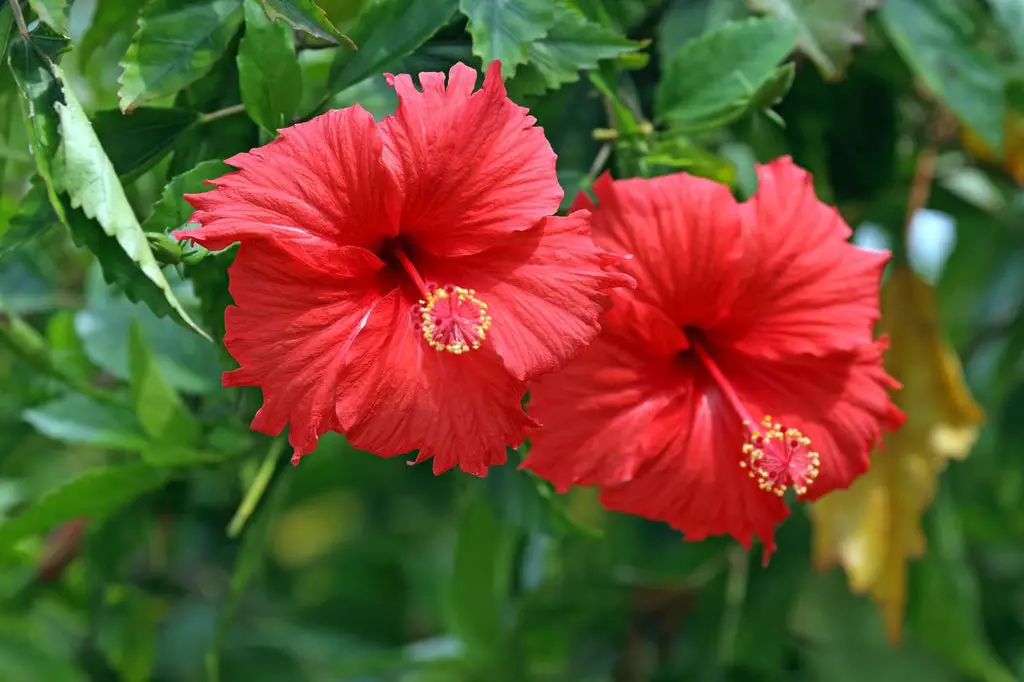 hibiscus edible flower