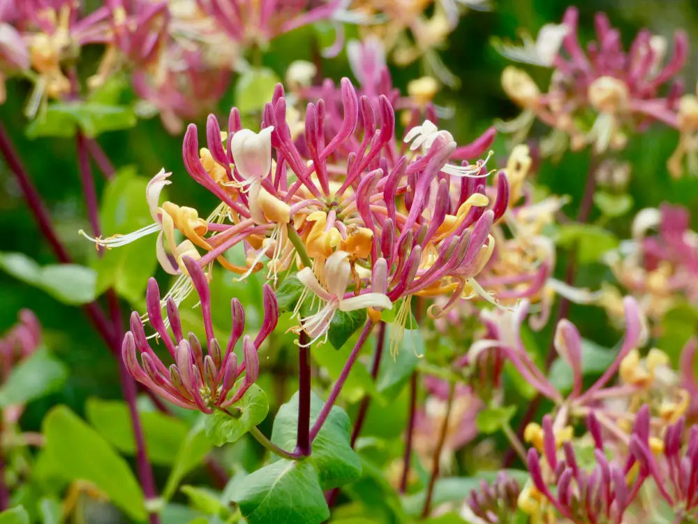 honeysuckle flower