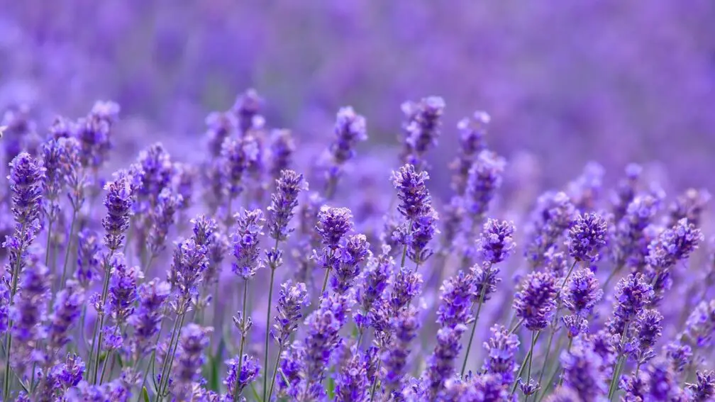 lavender edible flower