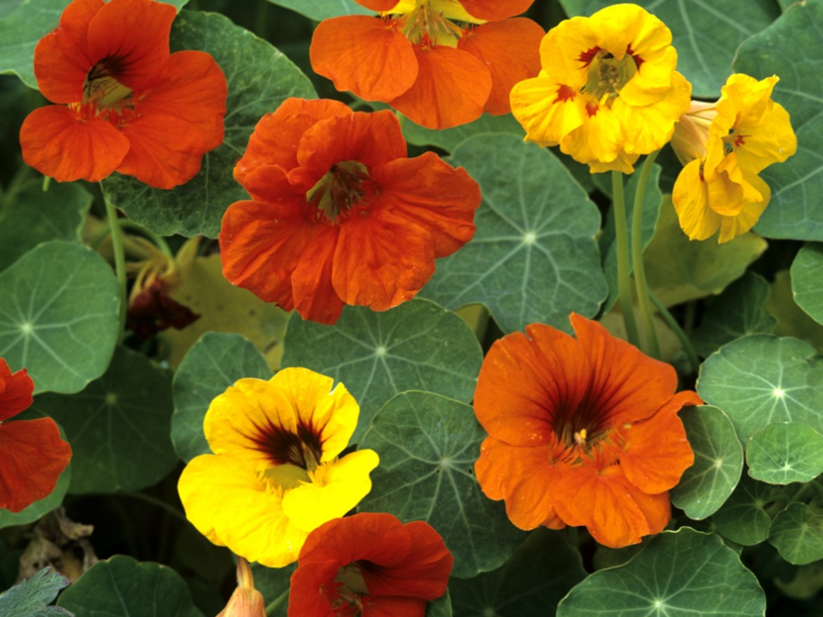 nasturtium edible flowers