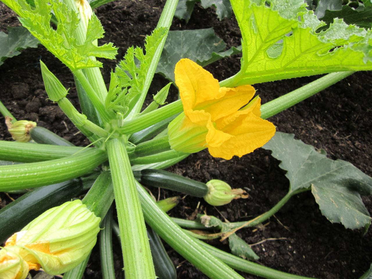 squash blossoms