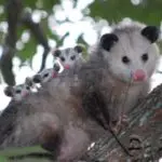 possums eat rats