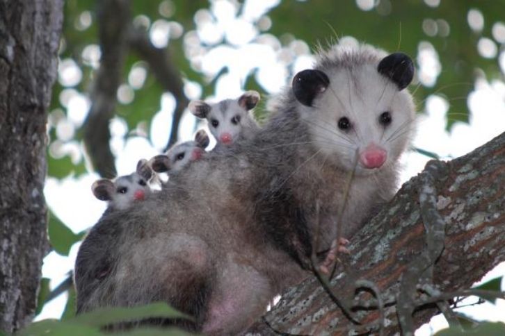possums eat rats